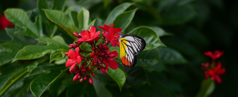 El Circo de las Mariposas